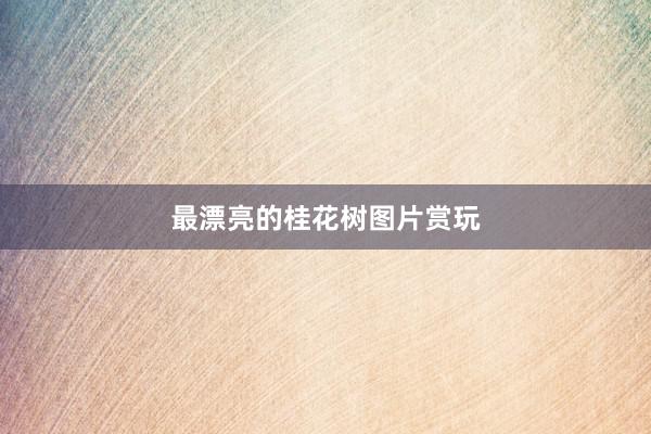 最漂亮的桂花树图片赏玩